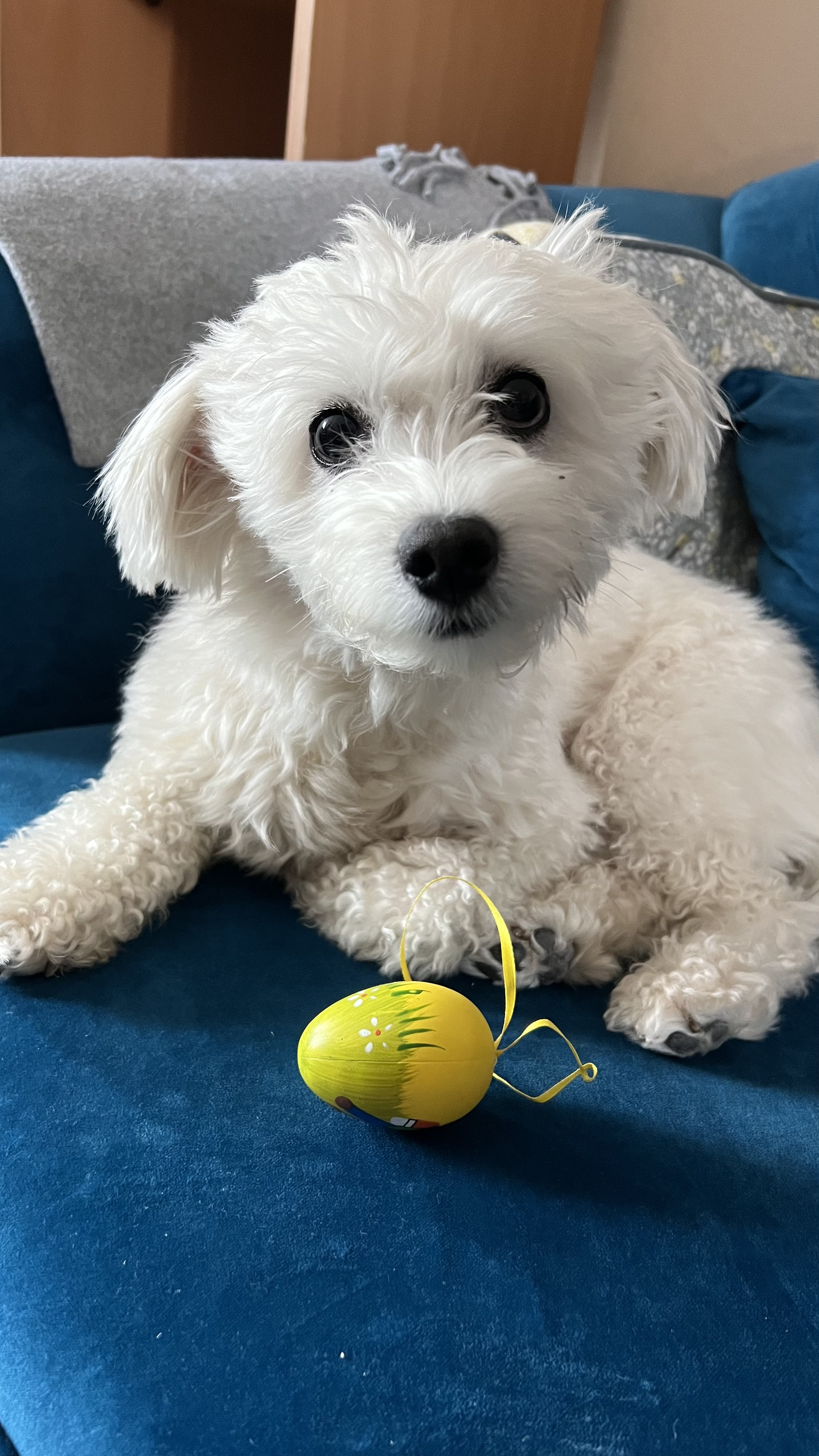 Maltese dog
